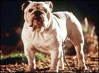 bad dog