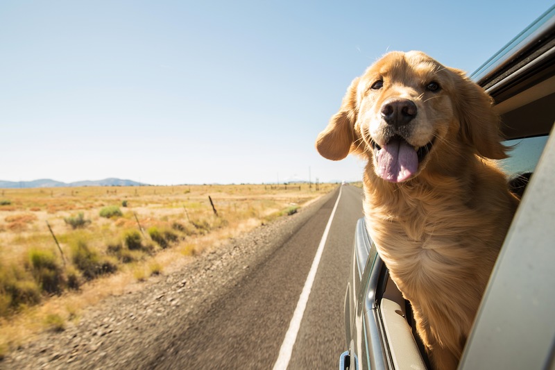 Who gets the Family Dog in a Florida Divorce?